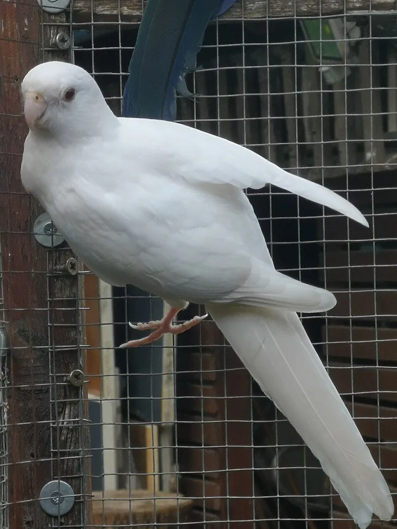 Rozelle królewskie, Opolskie, Węgry