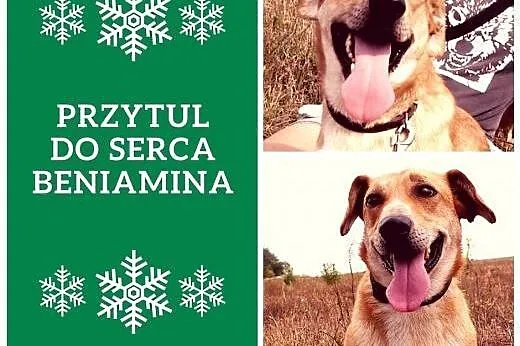 Beniamin - niezwykły, oryginalny, wesoły psiak na 