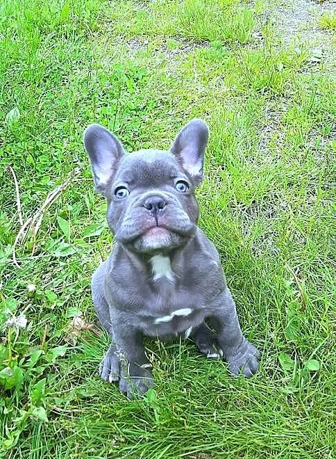 Buldog francuski mega blue, Łódzkie, Pabianice