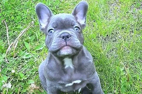 Buldog francuski mega blue