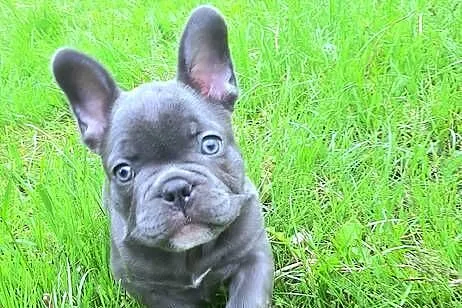 Buldog francuski mega blue, Łódzkie, Pabianice