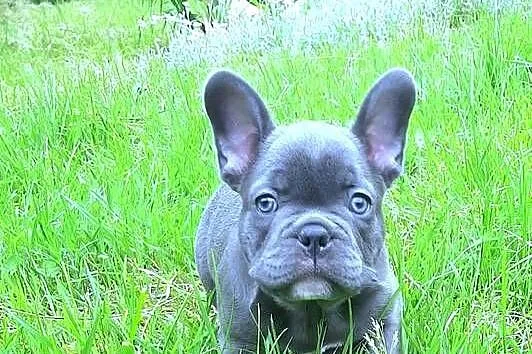 Buldog francuski mega blue, Łódzkie, Pabianice