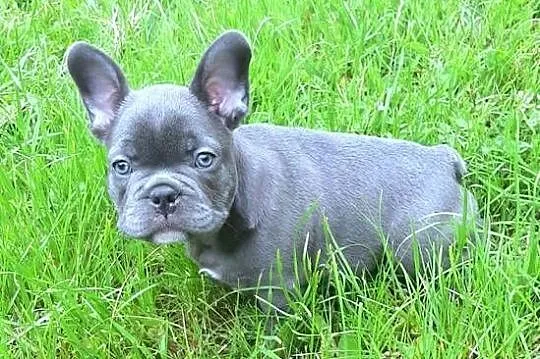 Buldog francuski mega blue, Łódzkie, Pabianice