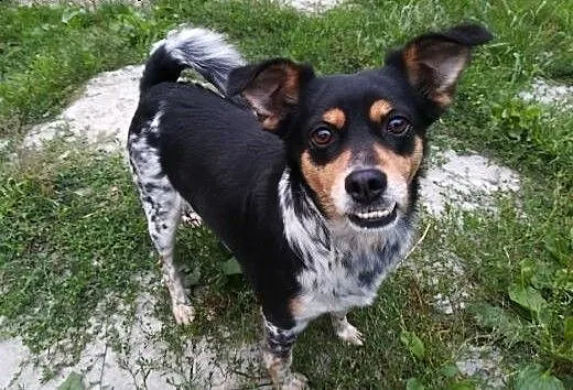 Frania-3latka, piękna, delikatna zębuszka DO ADOPCJI, dolnośląskie Wrocław,