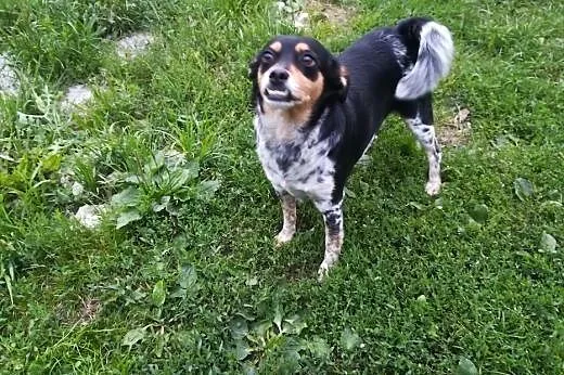 Frania-3latka, piękna, delikatna zębuszka DO ADOPCJI,  dolnośląskie Wrocław, 