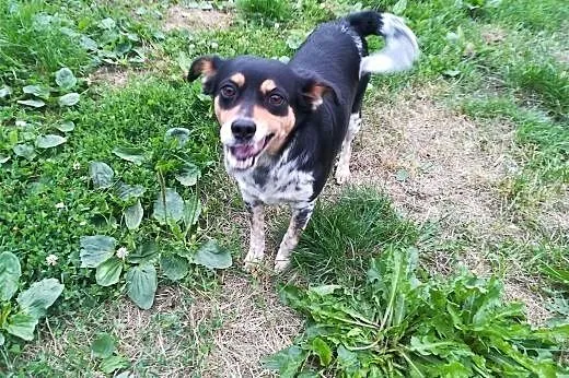 Frania-3latka, piękna, delikatna zębuszka DO ADOPCJI,  dolnośląskie Wrocław, 