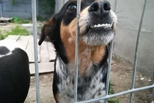 Frania-3latka, piękna, delikatna zębuszka DO ADOPCJI,  dolnośląskie Wrocław, 