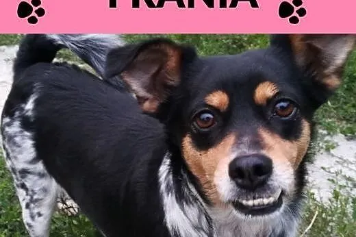 Frania-3latka, piękna, delikatna zębuszka DO ADOPCJI,  dolnośląskie Wrocław, 