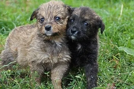 6 maleńkich ślicznych szczeniąt szuka domu :),  małopolskie Kraków