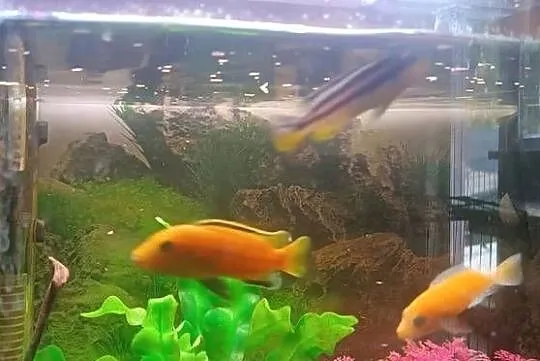 Oddam za ptasie mleczko 4 szt pyszczaki, Łódzkie, Głowno