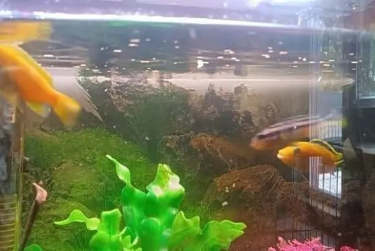 Oddam za ptasie mleczko 4 szt pyszczaki, Łódzkie, Głowno