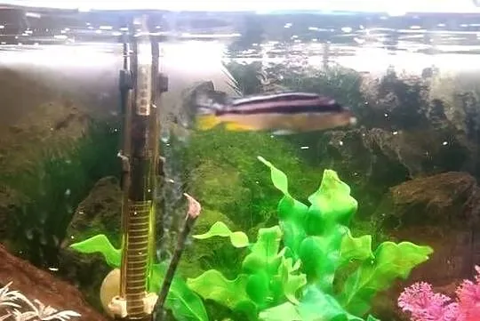 Oddam za ptasie mleczko 4 szt pyszczaki, Łódzkie, Głowno