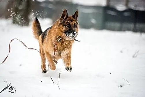 Bartek- piękny pies w typie owczarka niemieckiego 