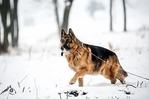 Bartek- piękny pies w typie owczarka niemieckiego 