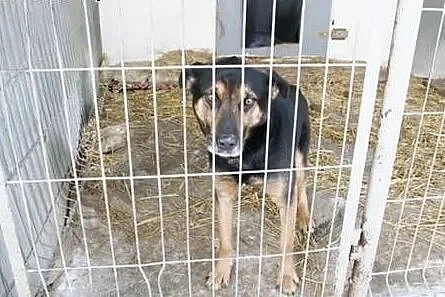 Mentor szuka domu !,  śląskie Katowice