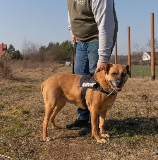 Aza - wesoła, łagodna, rodzinna sunia!  Kilkuletnia Azula poleca się do adopcji! To przecudowna, łag, , Warszawa