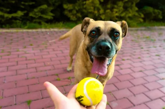 Aza - wesoła, łagodna, rodzinna sunia!  Kilkuletnia Azula poleca się do adopcji! To przecudowna, łag, , Warszawa