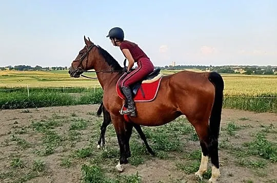 Klacz po Limal (Mazzel kwpn) x Landos II (Lord hol), Wielkopolskie, Kościan