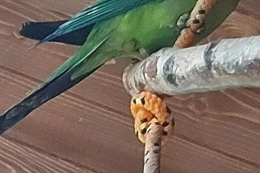 Papuga górska, barabanda, Narama