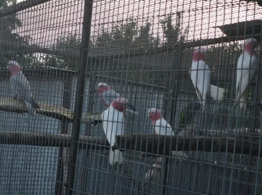 Kakadu Różowe Samica i Samiec 2026r Bez ubytków Odchów Naturalny Polecam