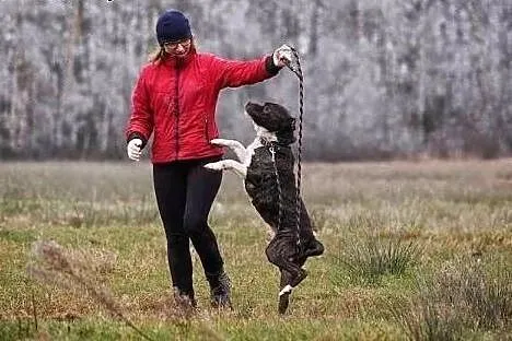 Cudowny bullowaty Gustaw chętnie zamieni zimną bud