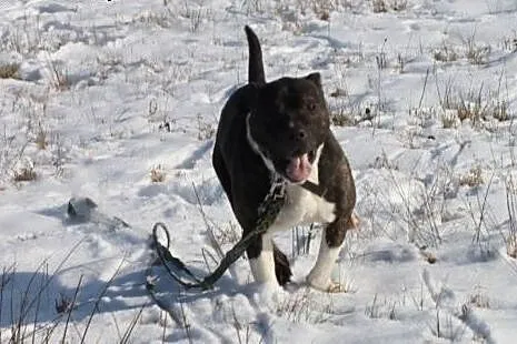 Cudowny bullowaty Gustaw chętnie zamieni zimną bud