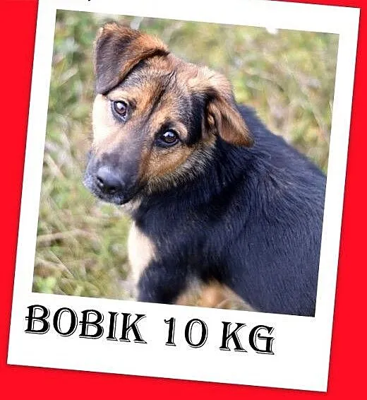 10kg,mały,łagodny,wesoły,tulaśny,towarzyski piesek