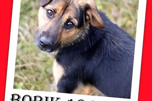 10kg,mały,łagodny,wesoły,tulaśny,towarzyski piesek