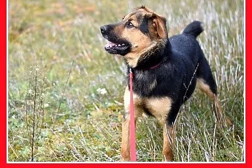 10kg,mały,łagodny,wesoły,tulaśny,towarzyski piesek