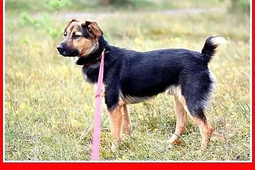 10kg,mały,łagodny,wesoły,tulaśny,towarzyski piesek