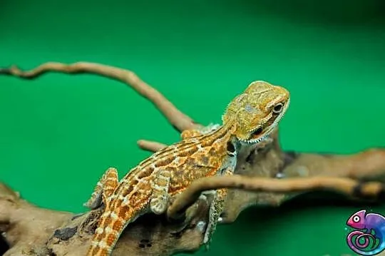 Agama brodata Jaszczurka dla Początkujących, Mazowieckie, Warszawa