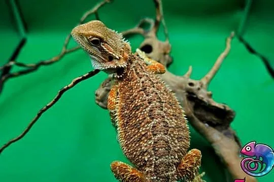 Agama brodata Jaszczurka dla Początkujących, Mazowieckie, Warszawa