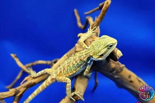 Agama brodata Jaszczurka dla Początkujących, Mazowieckie, Warszawa