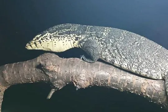 Para waranów leśnych