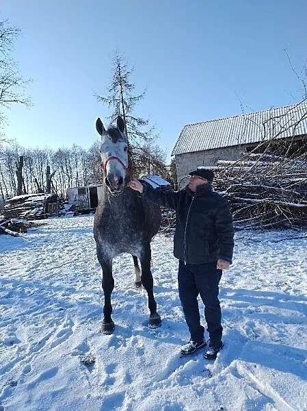 Stanówka ogierem rasy śląskiej Walor PH, Wielkopolskie, Laski