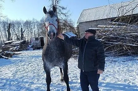 Stanówka ogierem rasy śląskiej Walor PH, Wielkopolskie, Laski