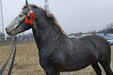 Stanówka ogierem rasy śląskiej Walor PH, Wielkopolskie, Laski