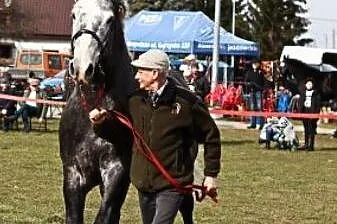 Stanówka ogierem rasy śląskiej Walor PH, Wielkopolskie, Laski