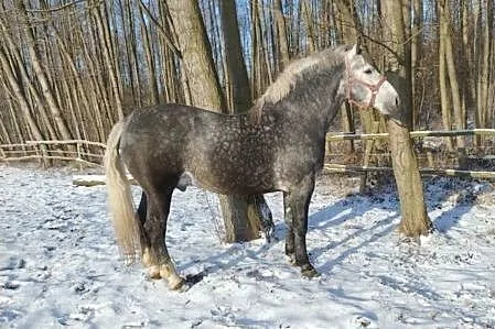 Stanówka ogierem rasy śląskiej Walor PH, Wielkopolskie, Laski