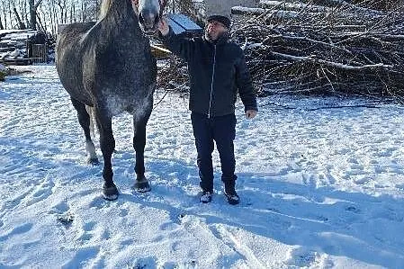 Stanówka ogierem rasy śląskiej Walor PH, Wielkopolskie, Laski