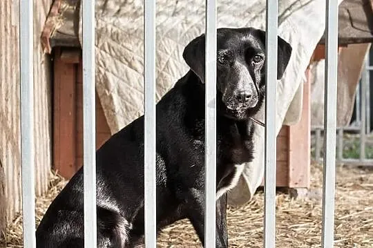 Groszek do adopcji