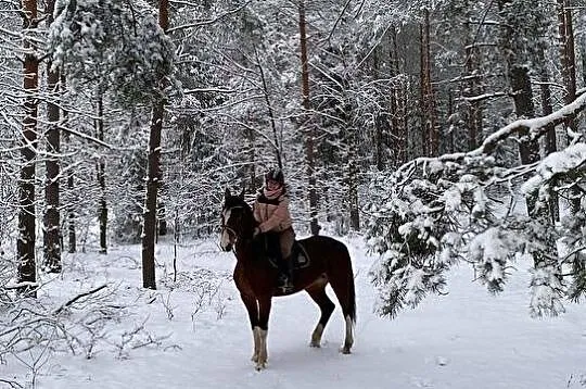 Przyjme klacz arabską, , Parysów
