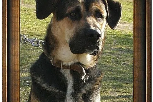 ROKI – młody, przystojny, rozrywkowy :),  Kundelki cała Polska