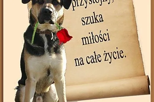 ROKI – młody, przystojny, rozrywkowy :),