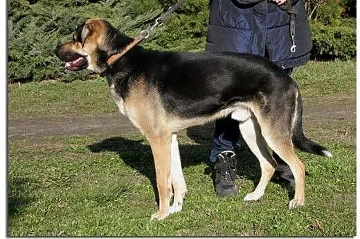 ROKI – młody, przystojny, rozrywkowy :),