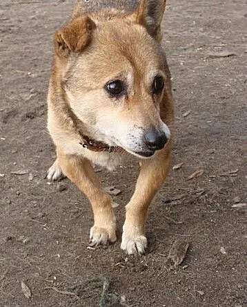Kto pokocha maluszka Azorka? Kochane, wierne, niez