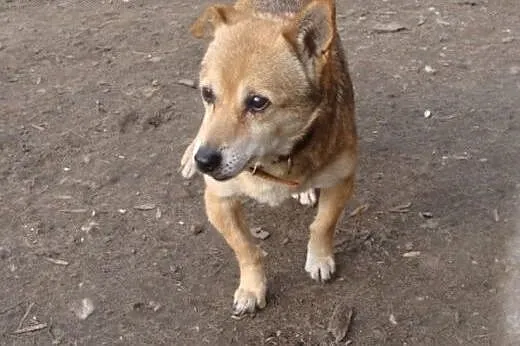 Kto pokocha maluszka Azorka? Kochane, wierne, niez