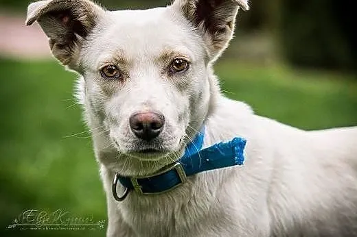 BRYSIEK - roczny BISZKOPT kochany i oddany psiak do adopcji ,  małopolskie Kraków
