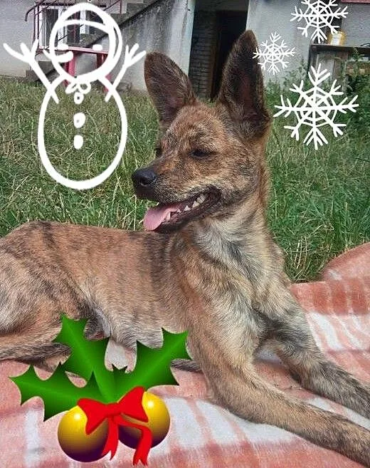 Daj dom psiemu dziecku to malutka sunieczka..., K