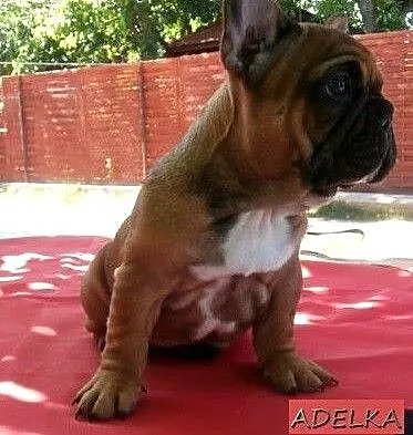 Buldog francuski, łódzkie Łódź